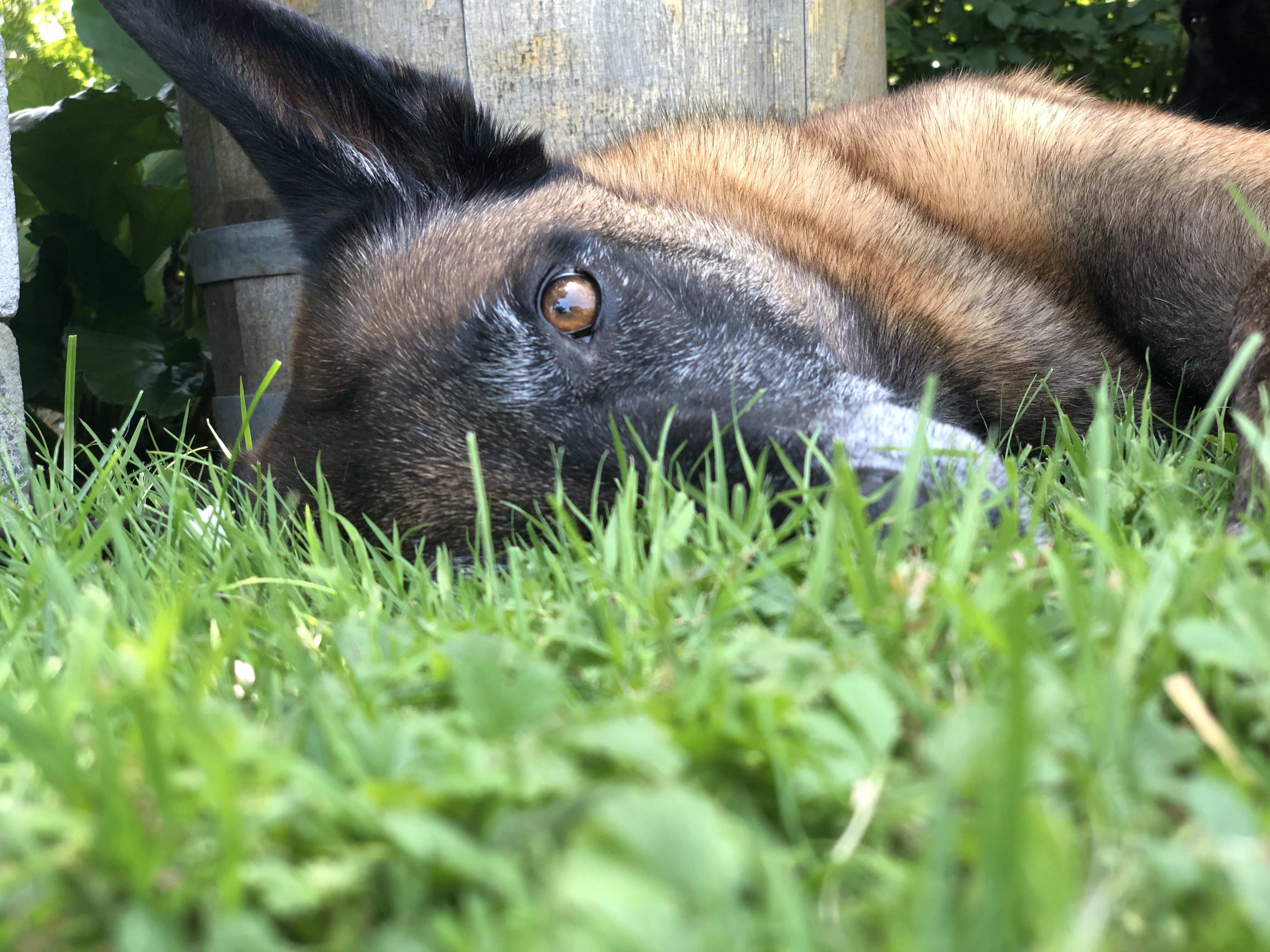 Rohe Eier für Hunde